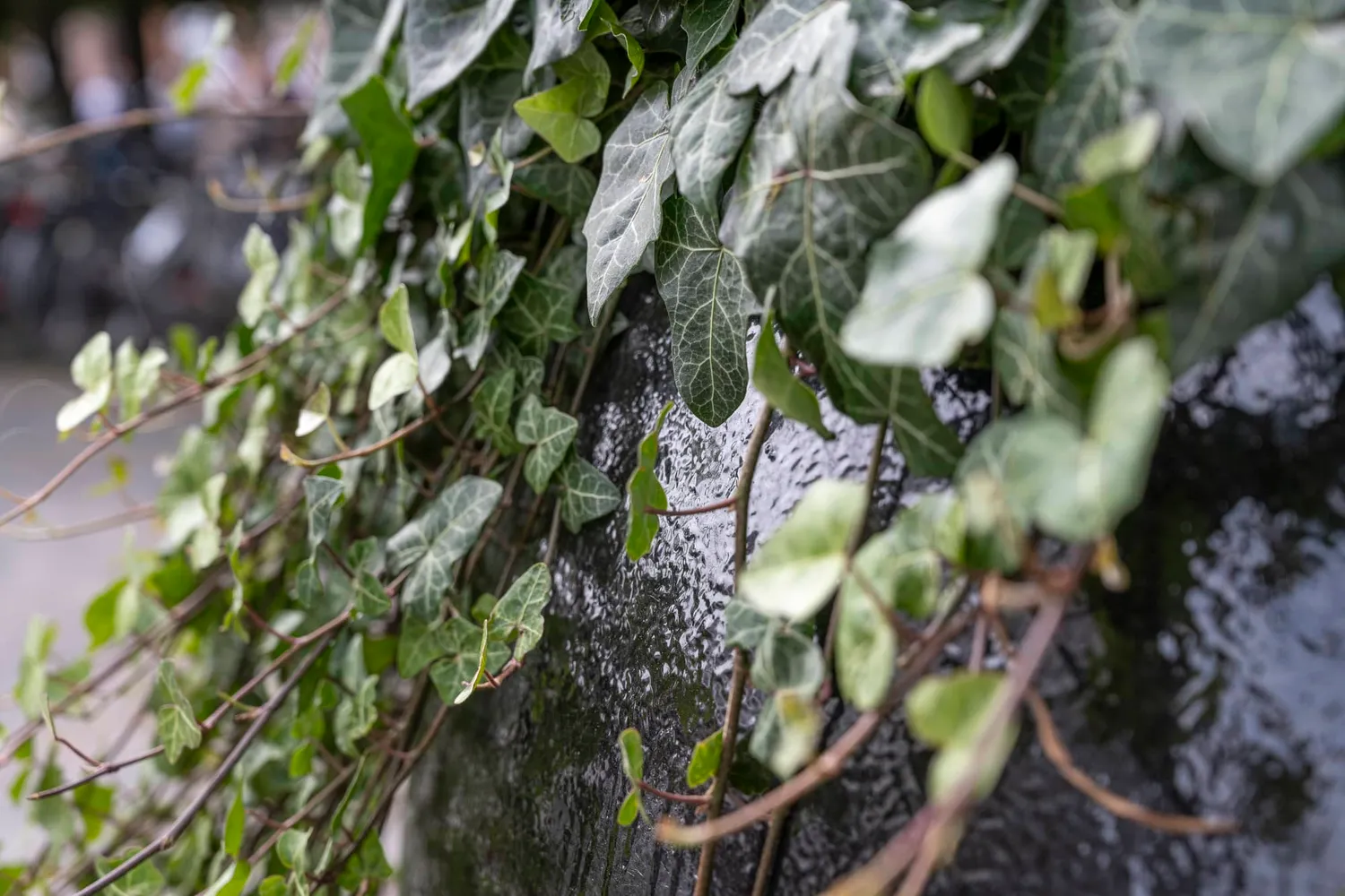 GH Form Kungsan Blomsterkumme plantekasse støbejern